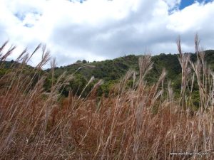 Hawaiian Island Kauai