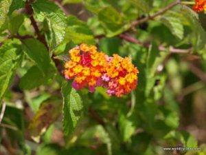 Hawaiian Island Kauai