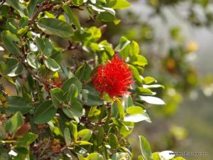 Hawaiian Island Kauai