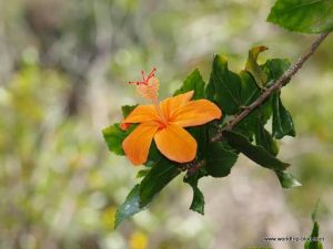 Hawaiian Island Kauai