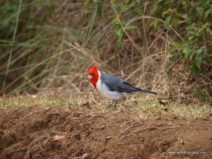 Hawaiian Island Kauai