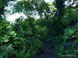 Hawaiian Island Kauai