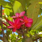 5 Reasons why you should travel to the Hawaiian Island - worldtrip-blog.com