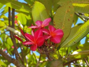 Hawaiian Island Kauai