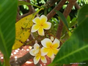 Hawaiian Island Kauai