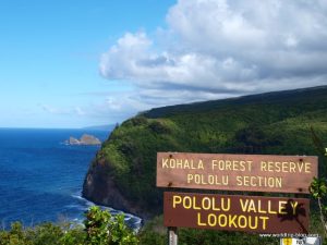 Kohala Forest Reserve Hawaii Big Island